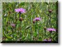 2012-06-10-BALADE-FORET FACQ-007.jpg